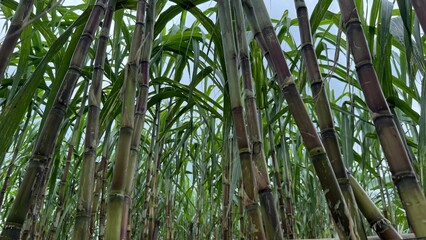 Sugarcane stalks stand tall with vibrant green leaves reaching skyward in a dense tropical field