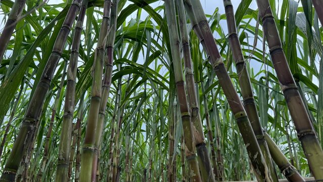 Sugarcane stalks stand tall with vibrant green leaves reaching skyward in a dense tropical field