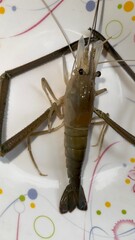 Raw river prawn displays its unique features as it rests on a patterned plate