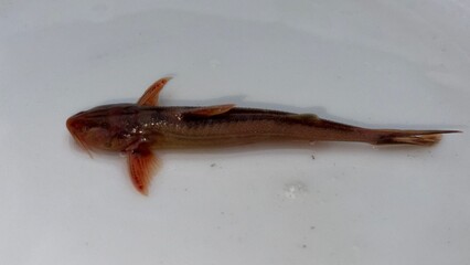 Slender madtom fish with brown body displays distinct fins on a clean white background