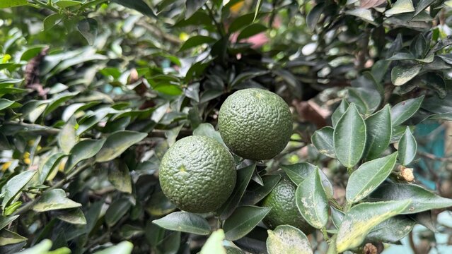 Several unripe green citrus fruits are growing among leaves on a small citrus tree