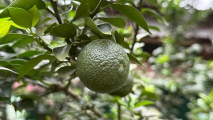 Unripe green citrus fruit hangs among vibrant leaves in a garden setting naturally
