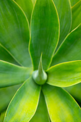 Soft leaved “Agave attenuata“ is native to the arid regions of the Americas. Succulent and...