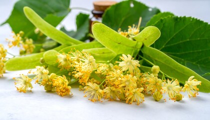 Close-up of linden flowers and leaves