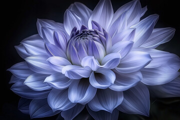 Obraz premium Close-up of Blue Violet Dahlia Flower with Dark Background - Nature Macro Photography