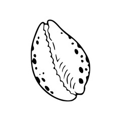 cowrie shell drawing