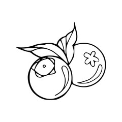 blueberry fruit with leaves outline