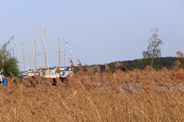 Coastal reeds and sailing boats in the background on a sunny day