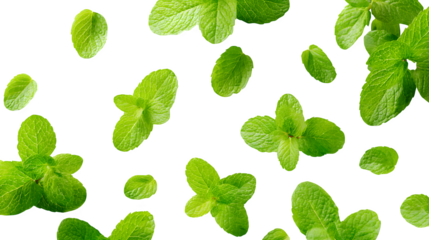 Fresh Mint Leaves, isolated on transparent background