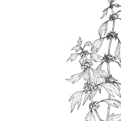 Motherwort branches frame. Vector illustrations hand drawn with ink and isolated on white background. Template for label design