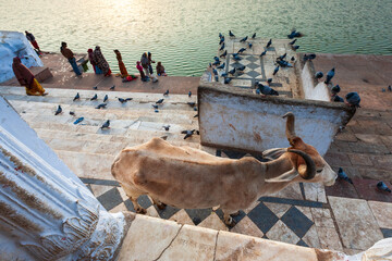 A sacred cow on the ghats of Pushkar Lake, Rajasthan, India. Pilgrims and pigeons create a serene,...