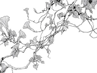 Fototapeta premium Delicate botanical line art: A black and white illustration of intricate vines and leaves, showcasing the beauty of nature in a clean, minimalist style.