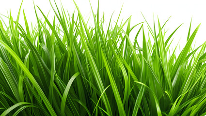Obraz premium Grass isolated on transparent background 