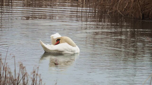 Mute swan male grooming its feathers in the water, preening, Cygnus olor