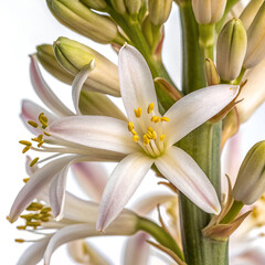 Obraz premium extreme macro picture of hyacinth flower closeup