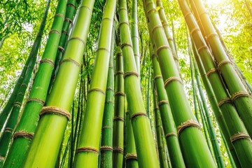 Obraz premium Lush green bamboo stalks densely packed, rising towards sunlight