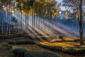 Sunbeams in a serene forest glade