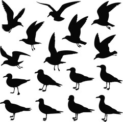 Fototapeta premium Seagull Bird Silhouettes - Flying and Standing Vector Set