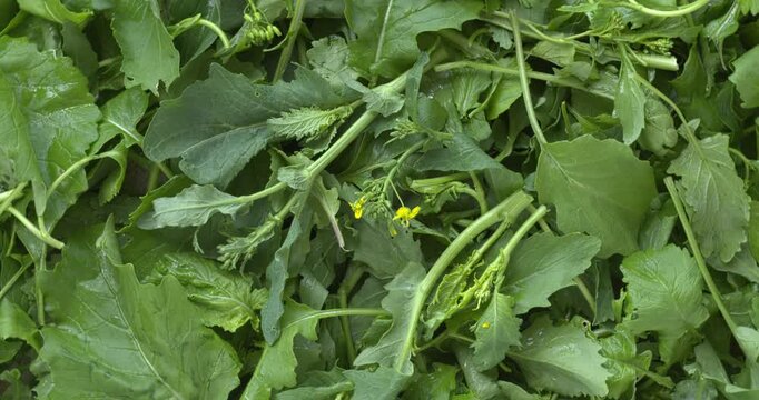Broccoli rabe greens background texture. This leafy vegetable is often used in South Italian cuisine. Flat lay, table spin. 