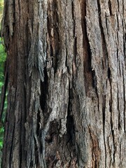 Close up tree bark texture as a wooden background
