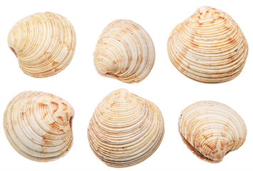 Set of edible raw hard clams on white background. Delicacy food. File contains clipping paths.