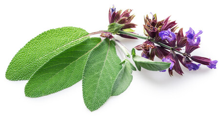 Green sage leaves with purple flowers on white background. File contains clipping paths.