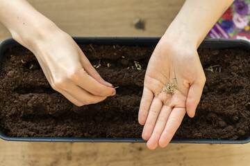 close up girl sowing flower seeds in garden pots. home mini garden on balcony