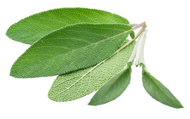Green sage leaves isolated, macro shot of velvet leaf texture.