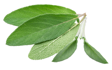 Green sage leaves isolated, macro shot of velvet leaf texture.