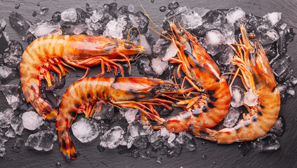 Fresh chilled striped prawns or tiger prawns on a gray background between ice cubes.