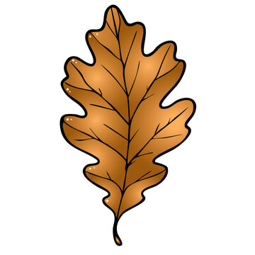 Eiche Blatt Eichenblatt 