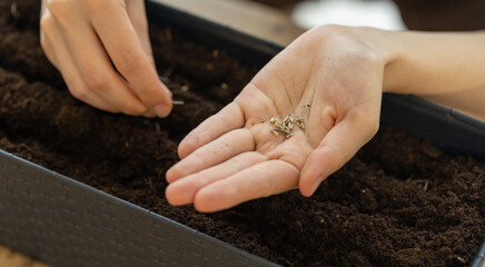 close up girl sowing flower seeds in garden pots. home mini garden on balcony