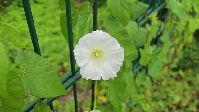 Wild bindweed (Calystegia Sepium) booming and climbing a garden fence &ndash; summer nature scene.