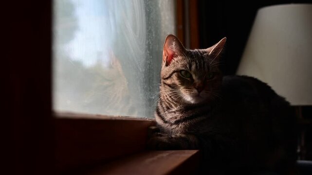 Cat sitting by a window cinematic handheld rel time cat reflection in the glass, home pet, traped, ped depresion theme