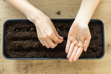 close up girl sowing flower seeds in garden pots. home mini garden on balcony