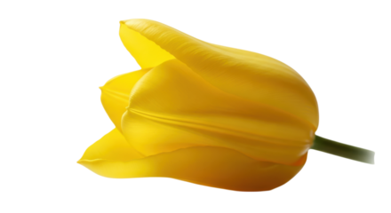 Close up of a bright yellow tulip bud with soft lighting on a transparent background isolated on transparent background