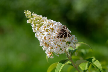 Butterfly Russian Bear on lilac