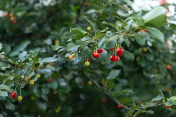 cherry tree with fruits, cherry growing. sweet berry, agriculture