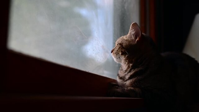 cinematic video of a cat siiting by a window, with cat face reflection in the glas