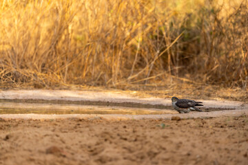 eurasian sparrowhawk or northern sparrowhawk or  accipiter nisus in waterhole for quenching thirst drinking water in hot summer season safari in jhalana leopard reserve forest jaipur rajasthan india