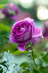 macro photo of beautiful bright rose close-up with blurred background