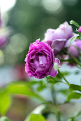macro photo of beautiful bright rose close-up with blurred background