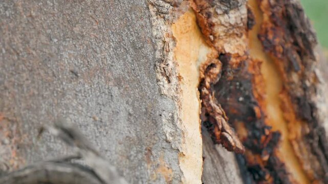 Ants climbing a sappy tree