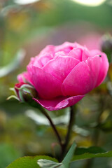 macro photo of beautiful bright rose close-up with blurred background