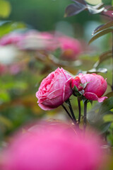 macro photo of beautiful bright rose close-up with blurred background