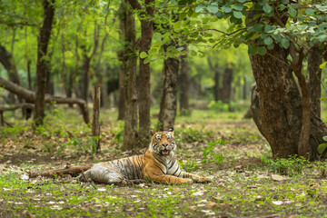 Showstopper wild dominant indian male tiger or panthera tigris sitting in natural green background in monsoon season jungle safari at Ranthambore National Park Forest Reserve Rajasthan India