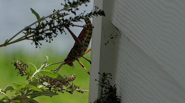 Eastern lubber grasshopper craws from a wall onto a plant