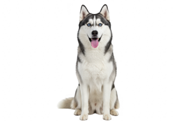 A beautiful siberian husky with striking blue eyes sits attentively, isolated on transparent background