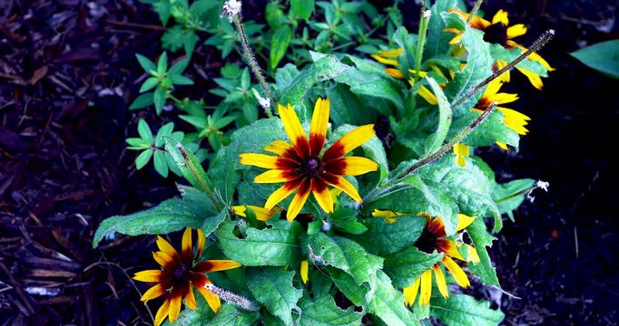 Static video of Gloriosa Daisy Flowers