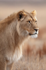 Obraz premium create stunning portrait of one of top rare wild animals set against minimalistic background that enhances its